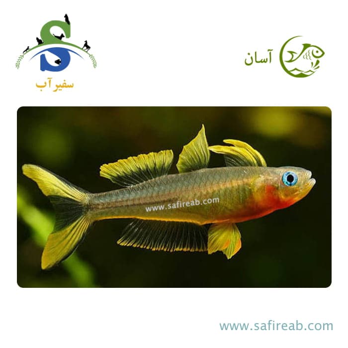 ماهی رمبو فورکتیل