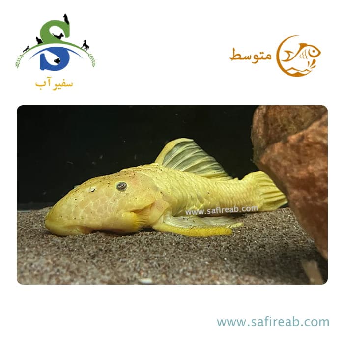 ماهی پلکو L56Y