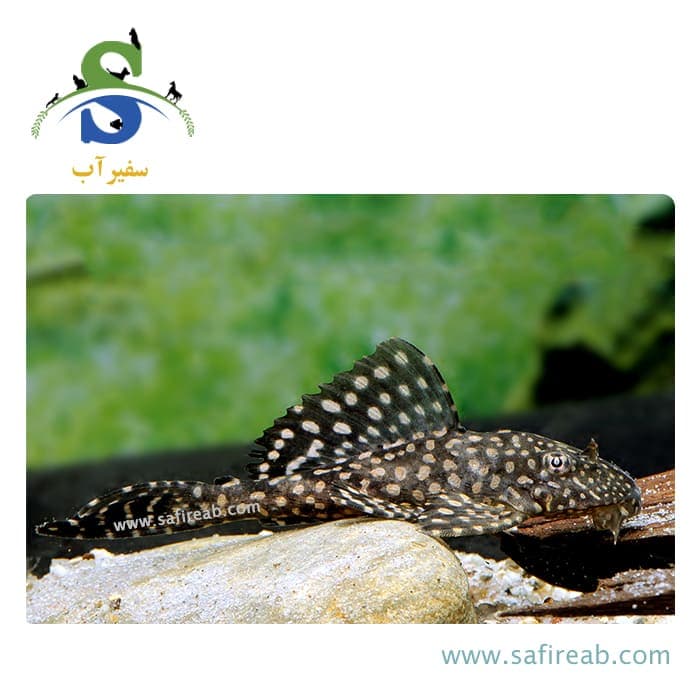ماهی پلکو L19 — تصویر ۲