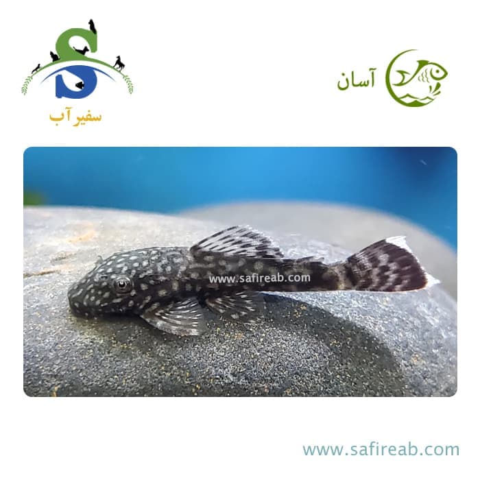 ماهی پلکو L19