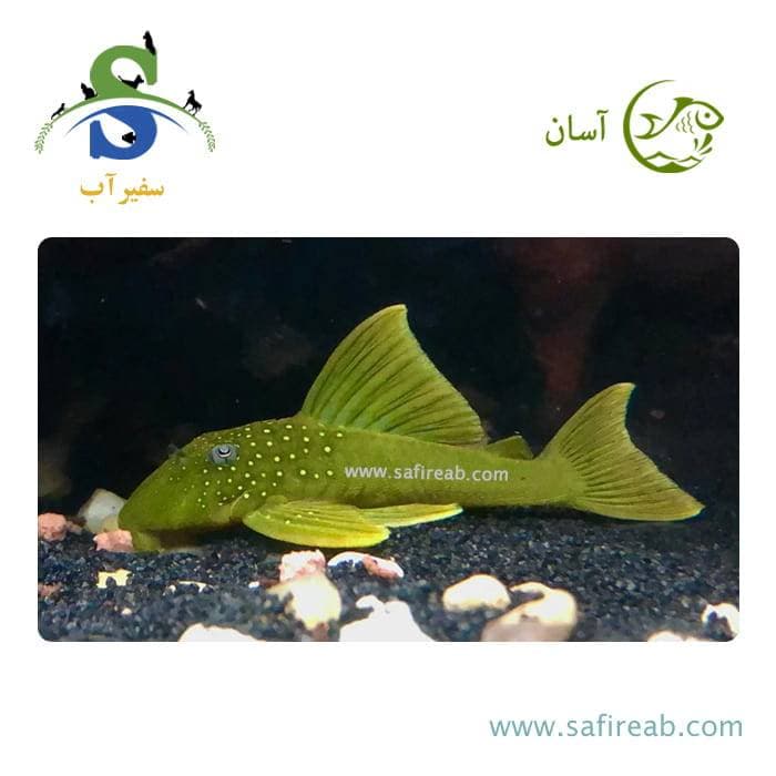 ماهی پلکو گرین فانتوم L200