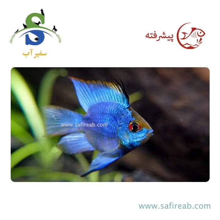 ماهی رامیزی بلو الکتریک بالن