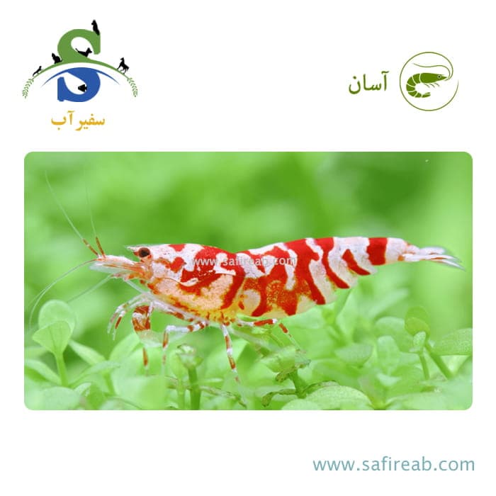 میگو رد فنسی تایگر گرید AA