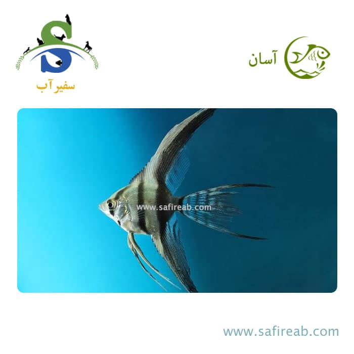 ماهی آنجل هالف بلک باله بلند