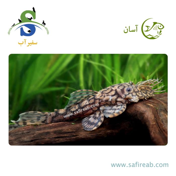 ماهی پلکو بریستلنوز L519
