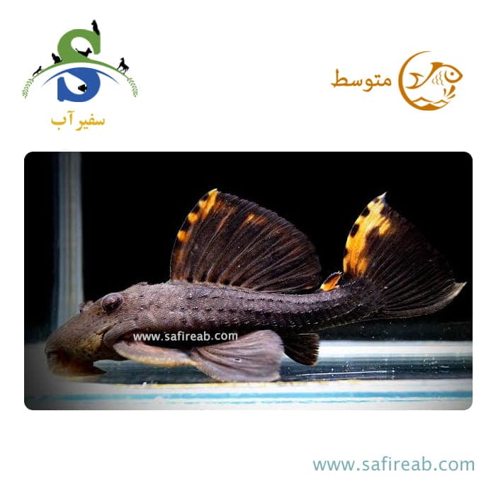 ماهی پلکو تری بیکن L91