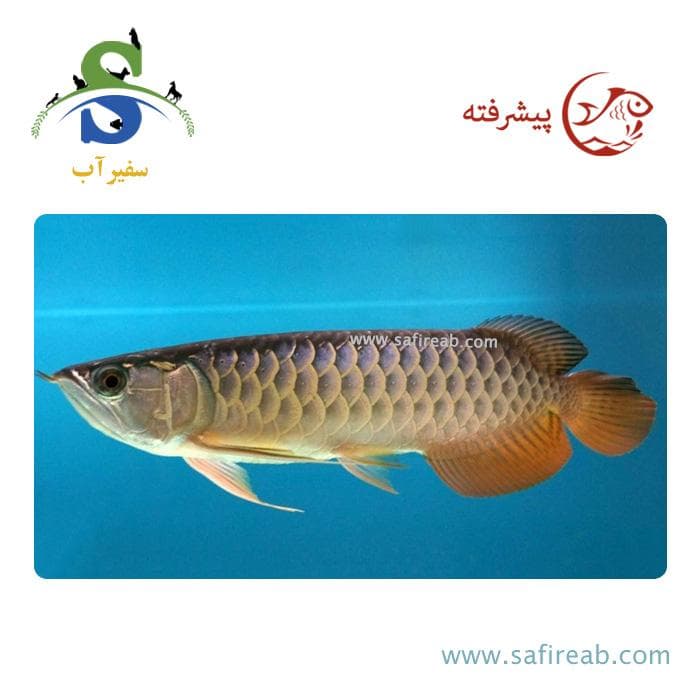 ماهی آروانا گلدن های بک