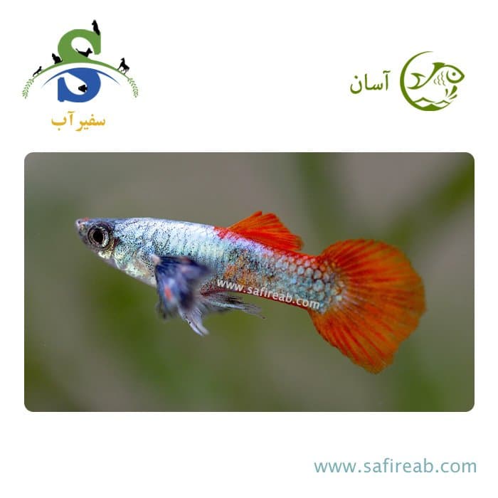 ماهی گوپی پلاتینیوم رد