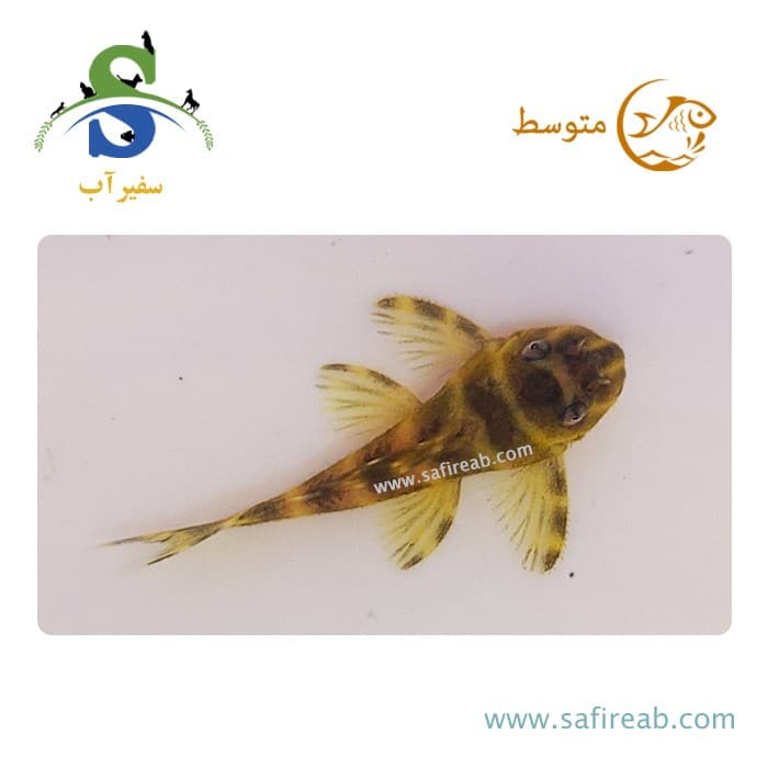 ماهی پلکو زبرا شکلاتی L270