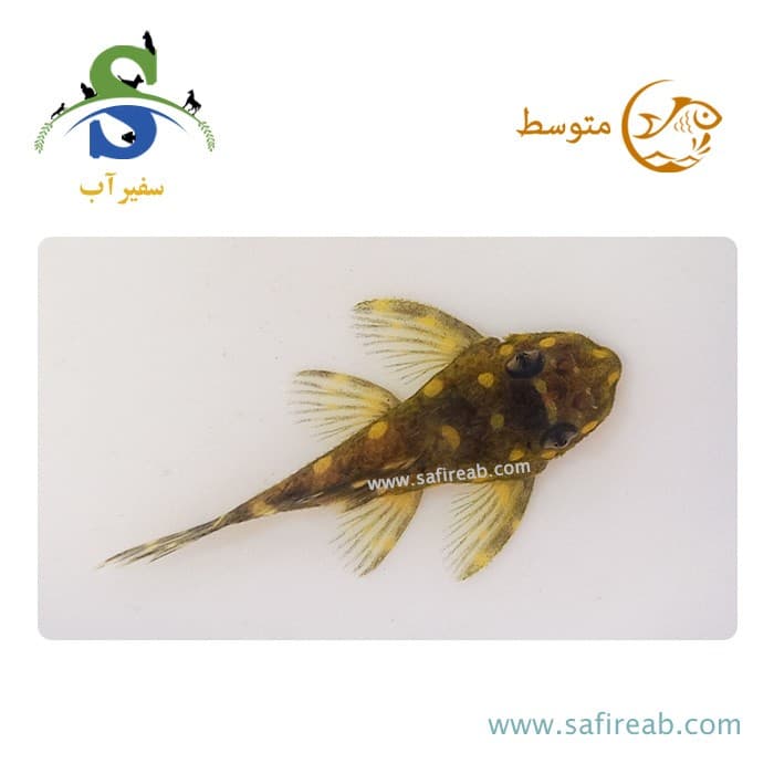 ماهی پلکو اسنوبال L201