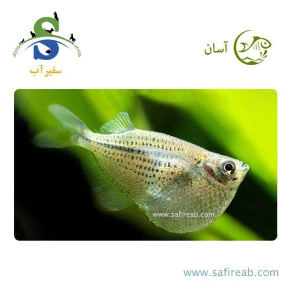 ماهی تترا تبرزین