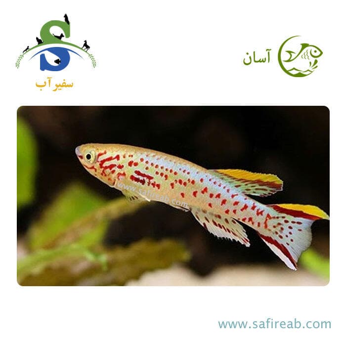 ماهی کیلی گاردینری