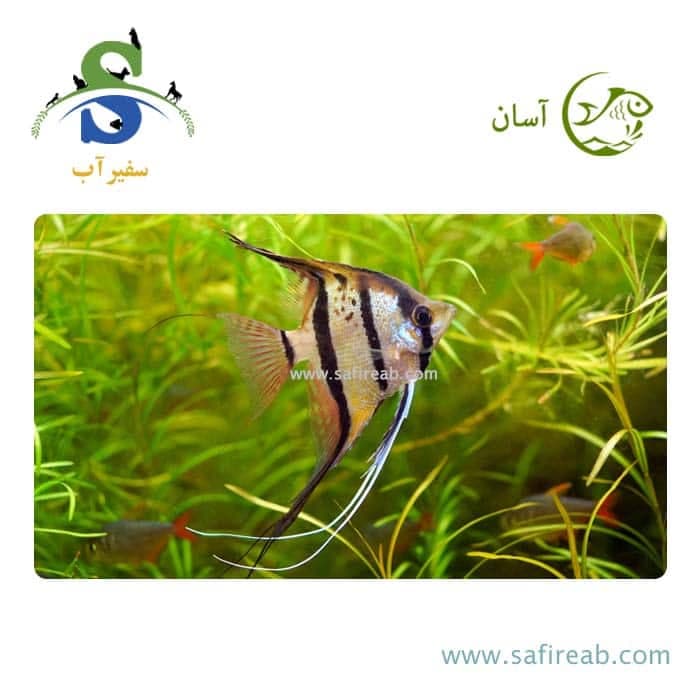 ماهی آنجل سه خط باله بلند
