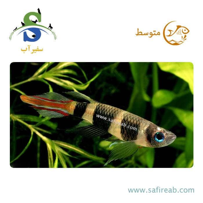 ماهی کیلی دلقک