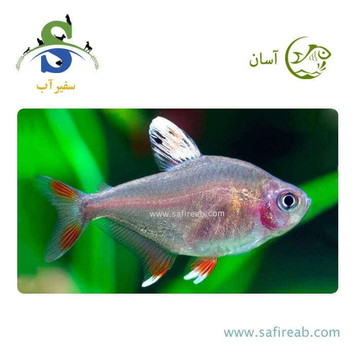 ماهی تترا وایت فین