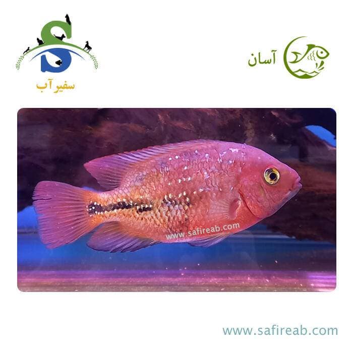ماهی ویجا رد