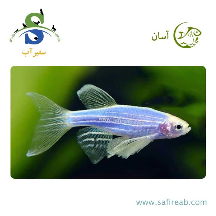 ماهی زبرا هیبرید در رنگ های مختلف
