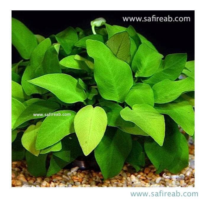 گیاه آنوبیاس بارتری وار پیکوک سایز XL — تصویر ۲