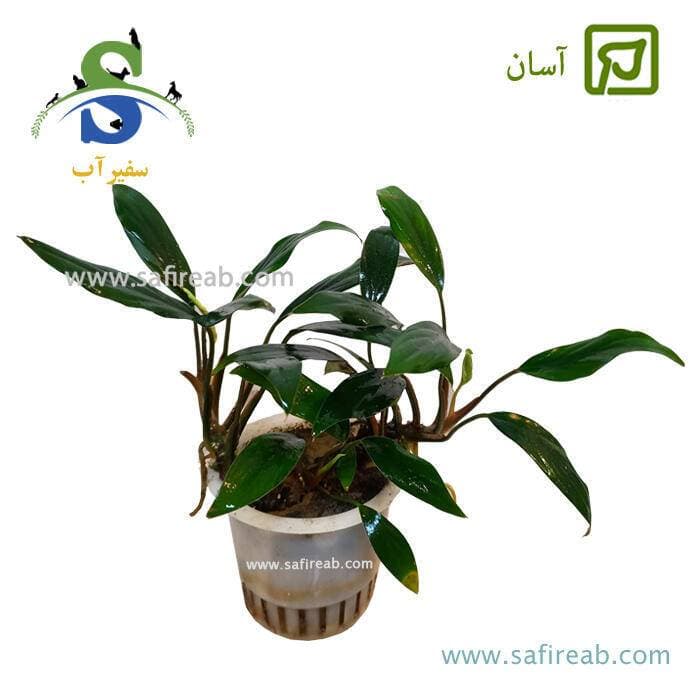 گیاه آنوبیاس بارتری وار نانا کینگ سایز XL