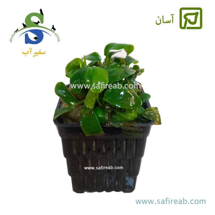 گیاه آنوبیاس بارتری وار نانا ژاپن سایز L