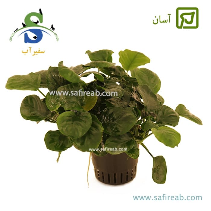 گیاه آنوبیاس بارتری روند (گلد کوین) سایز 3XL