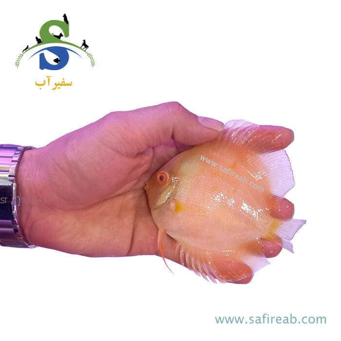 ماهی دیسکس گلدن آلبینو — تصویر ۲