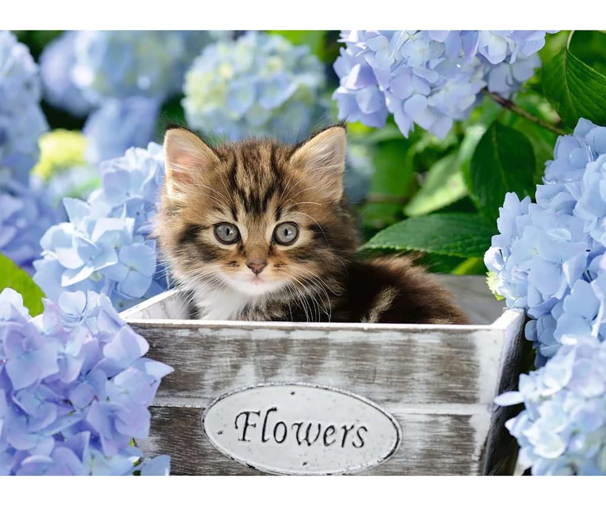 پازل 300 تكه رونزبرگر طرح Little Kitten كد 12894 — تصویر ۲