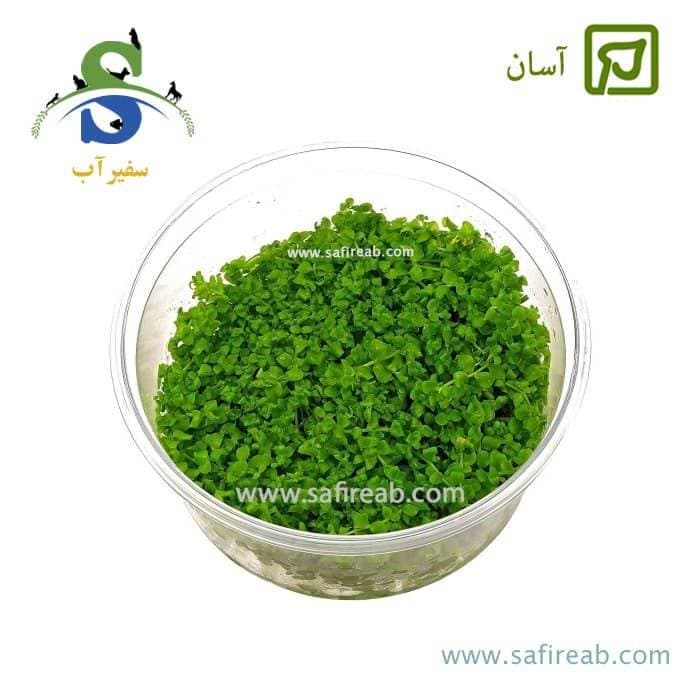چمن مونت کارلو (کشت بافت)