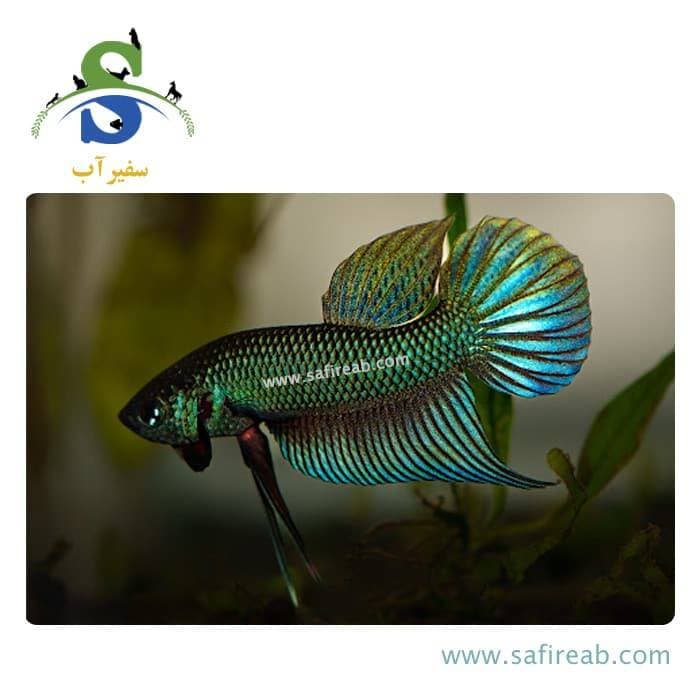 ماهی فایتر سامارگادینا — تصویر ۲