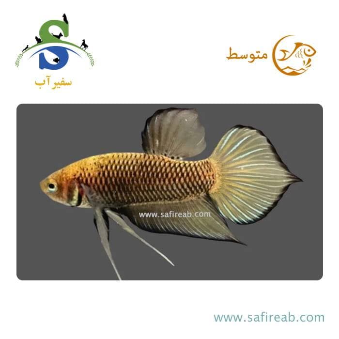 ماهی فایتر اسپلندس