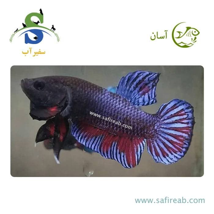 ماهی بتا فایتینگ