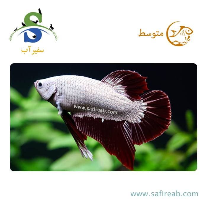 ماهی فایتر پلاکت رد دویل دراگون