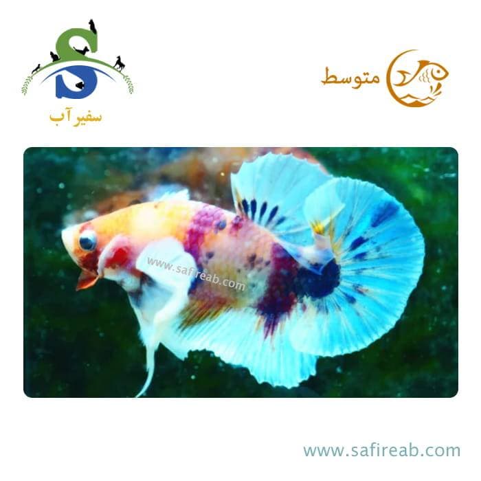 ماهی فایتر پلاکت بیگ ایر کندی