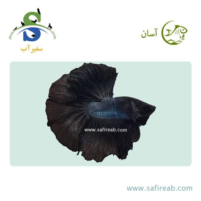 ماهی فایتر هافمون مشکی