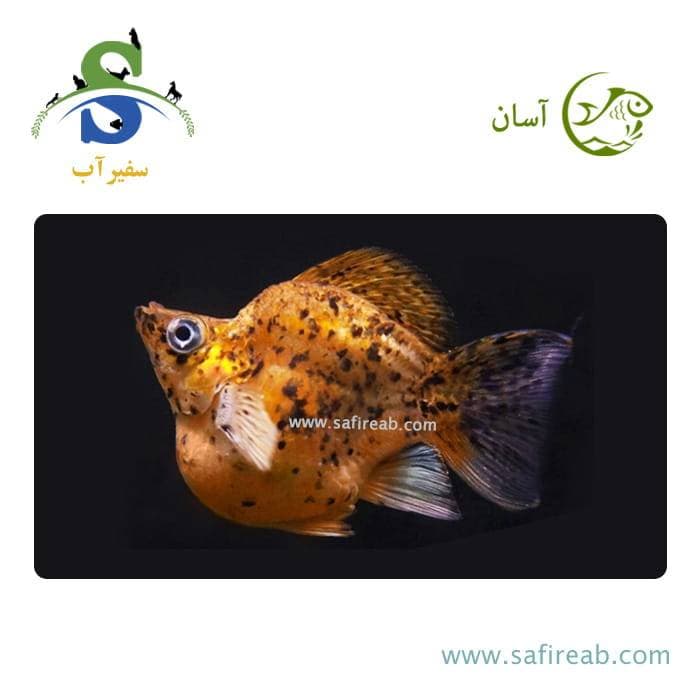ماهی مولی بالن مشکی نارنجی