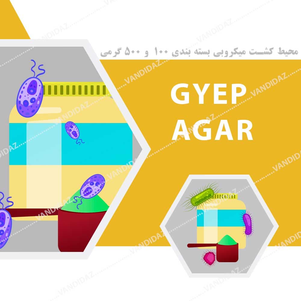 محیط کشت GYEP آگار – گلوکز یست اکسترکت پپتون