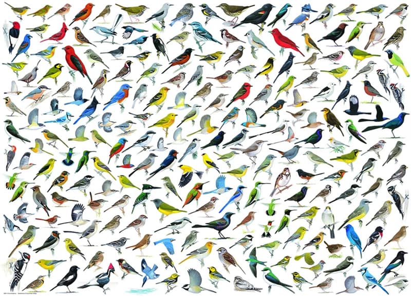 پازل 1000 تكه یوروگرافیک طرح The World of Birds كد 0821-6000 — تصویر ۲