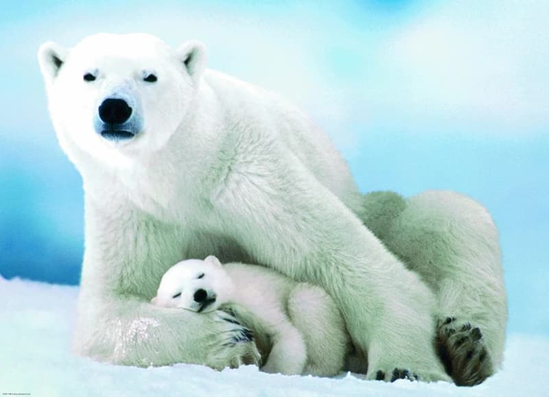 پازل 1000 تكه یوروگرافیک طرح Polar Bear and Baby كد 1198-6000 — تصویر ۲