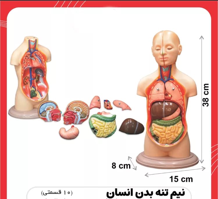مولاژ نیم تنه انسان مدل 10 قسمتی کد ANATO — تصویر ۵