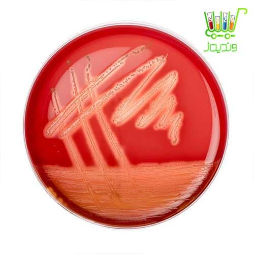 محیط کشت Blood Agar Base No. 2