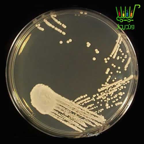 محیط کشت (Antibiotic Medium No. 13 (SABOURAUD-2 % Dextro