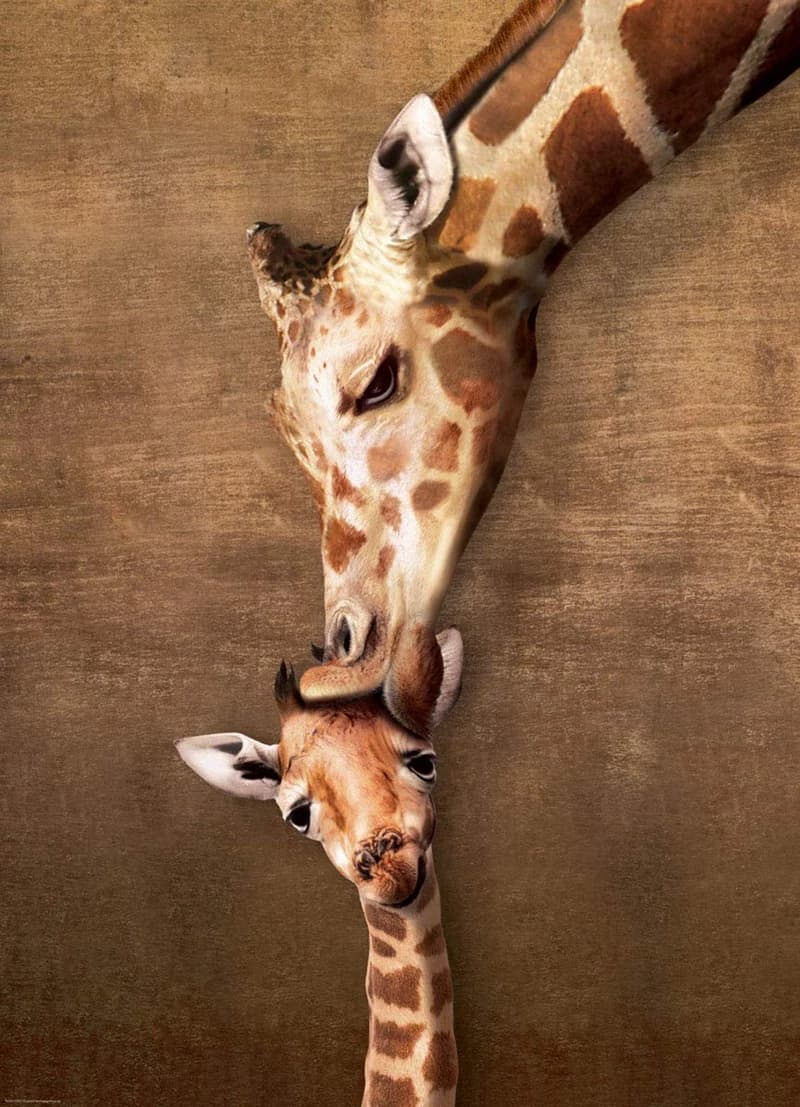 پازل 1000 تكه یوروگرافیک طرح Giraffe Mother’s Kiss كد 0301-6000 — تصویر ۲