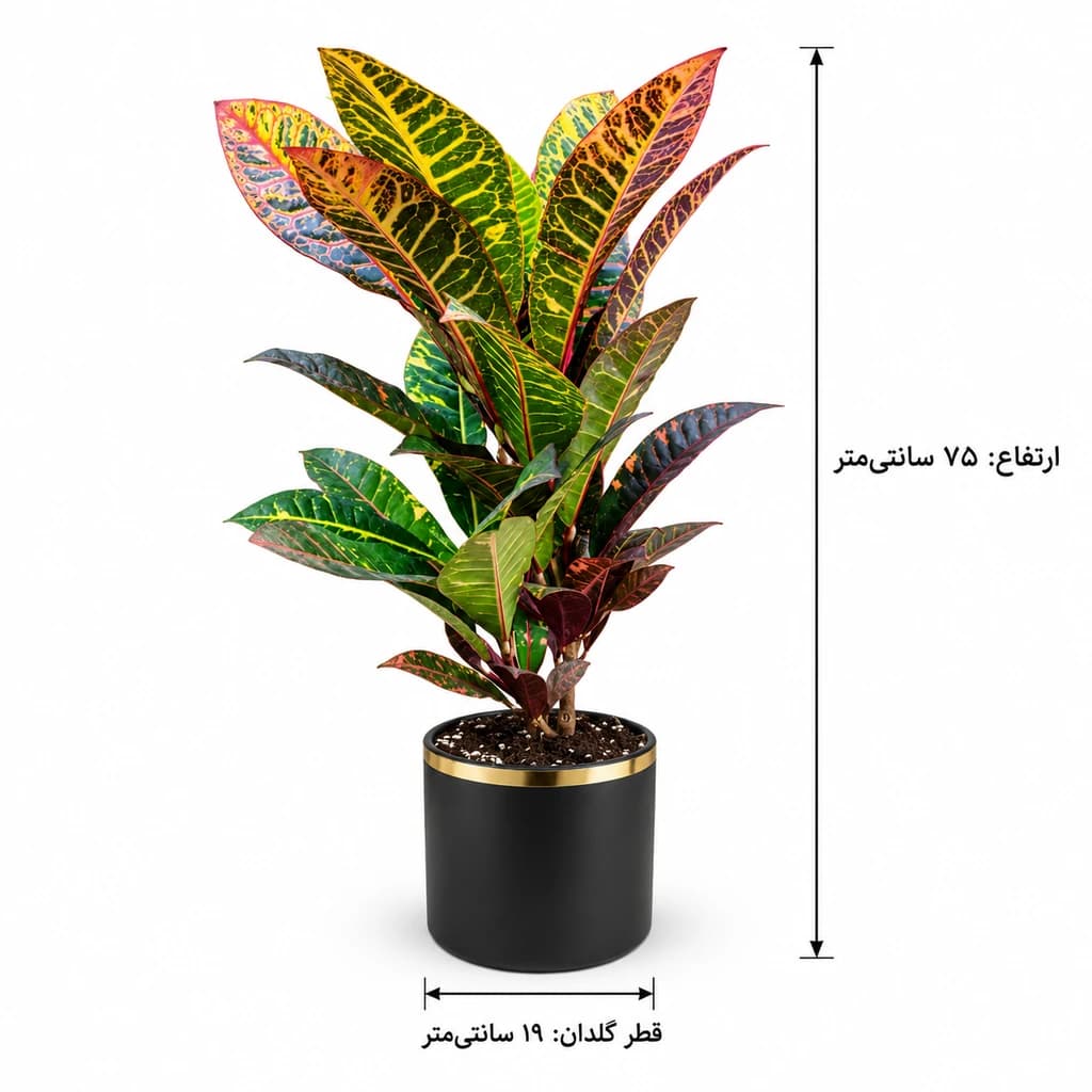گیاه کروتن — تصویر ۲