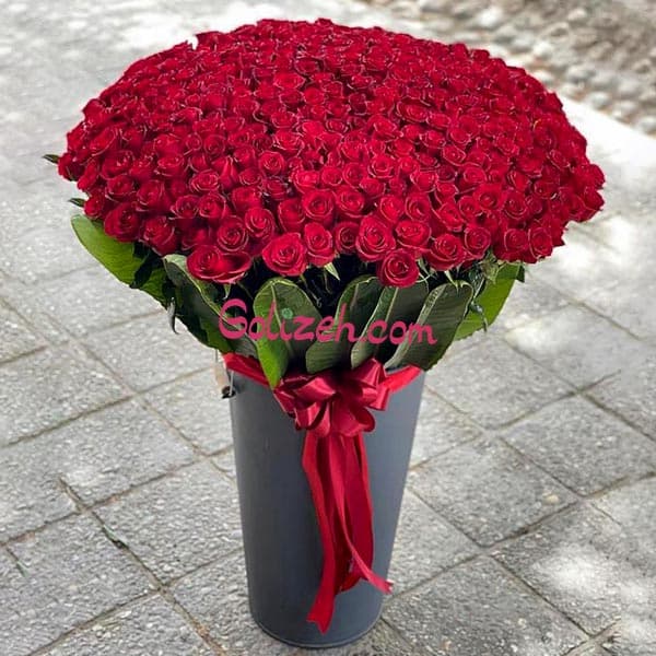 باکس گل بلند رز 300شاخه