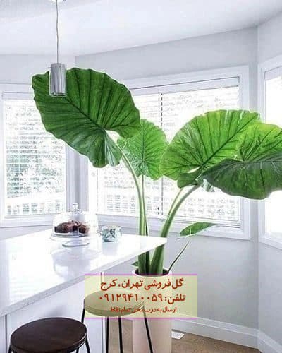 بابا آدم مناسب برای زیباسازی محیط کار