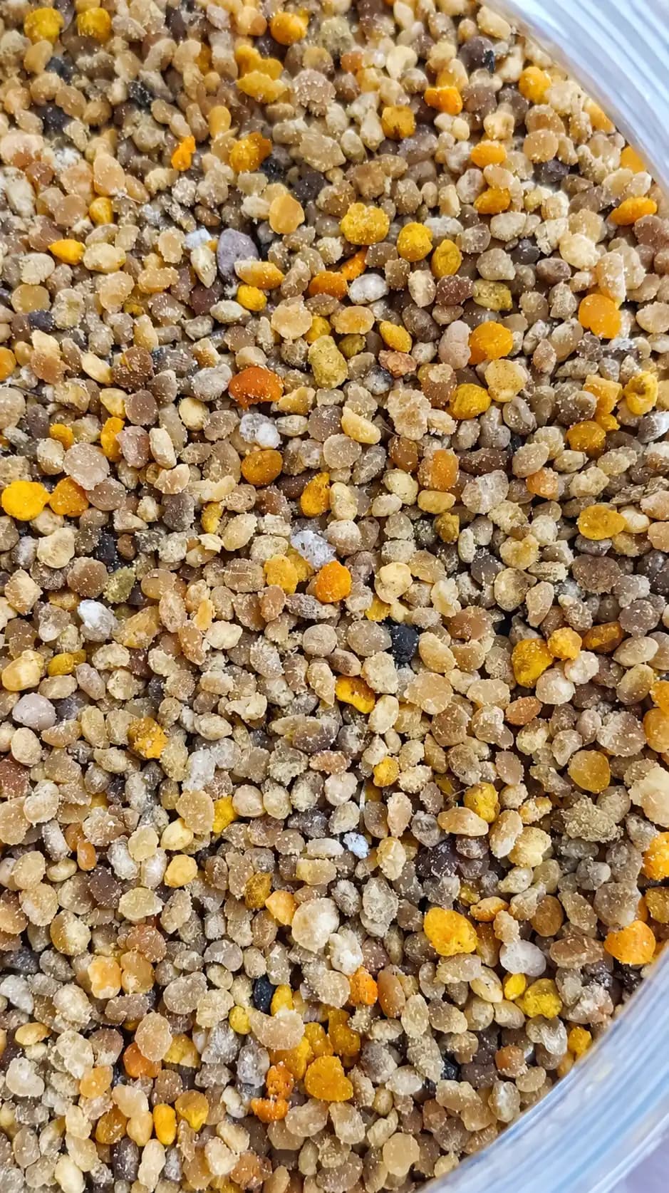 گرده گل هفت‌رنگ زنبورعسل فواکه — تصویر ۲