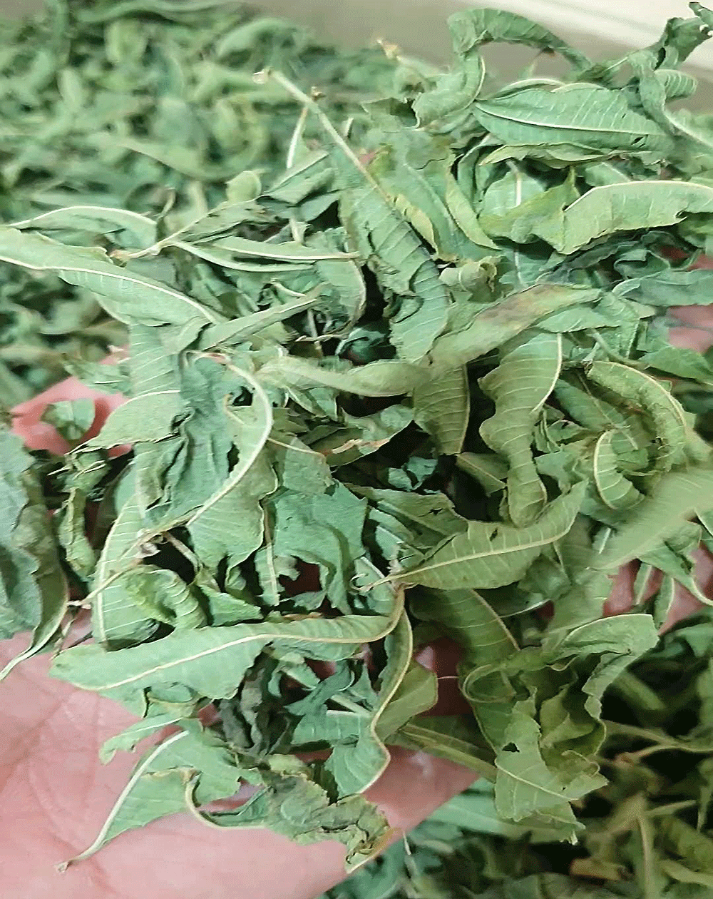 چای به‌لیمو (Lemon Verbena Tea)1کیلویی