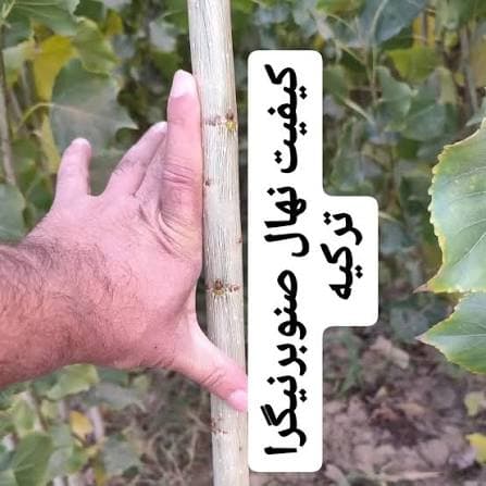 صنوبر نیگرا ترکیه — تصویر ۳