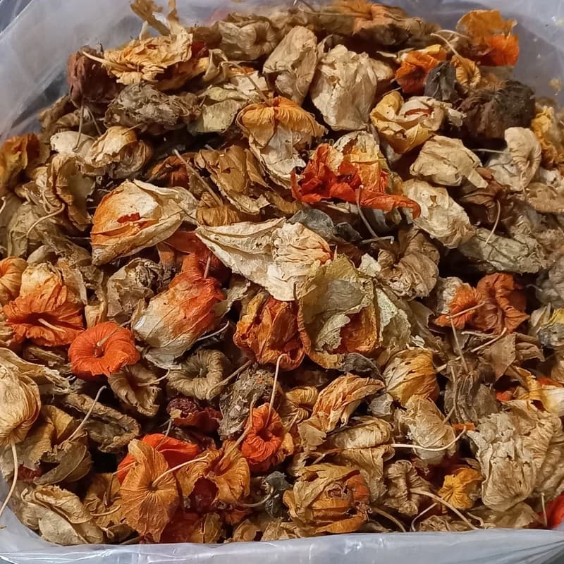 عروسک پشت پرده .کاکنج