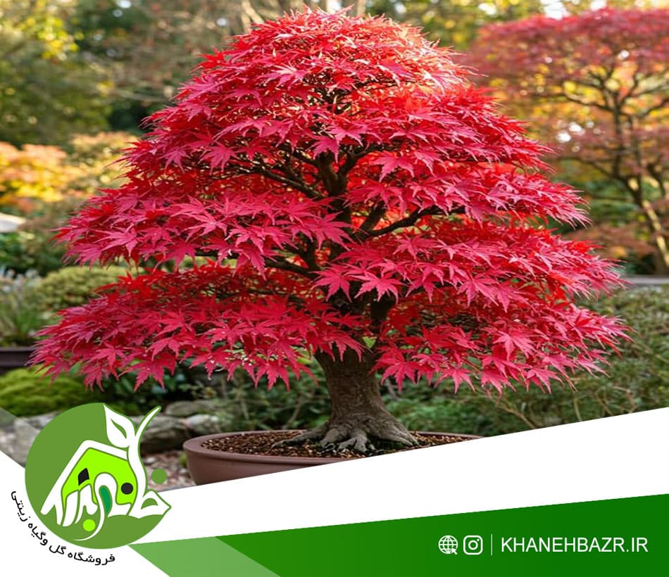 🌳 خرید عمده بذر افرا قرمز